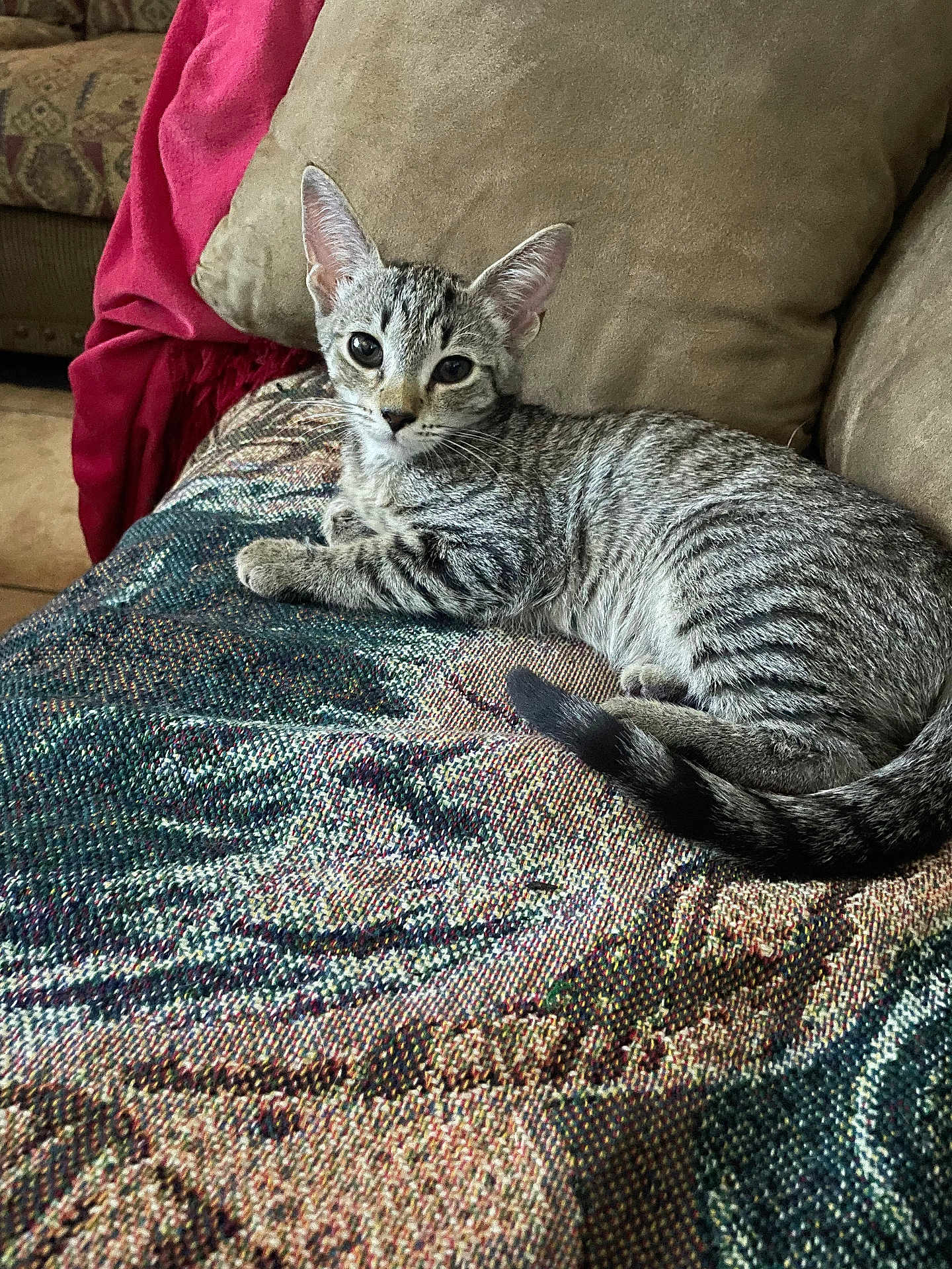 Courtney Jones joined the competition — help win amazing prizes! cat, kitten, tabby, animal, pet, feline, couch, blanket, indoor, resting, relaxed, fur, whiskers, tail, ears, eyes, home, cozy, comfortable, patterned