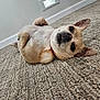 dog, small_dog, lying_down, carpet, indoor, relaxed, pet, cute, ears, fur, collar, floor, animal, canine, resting, home, one_ear_up, tooth, looking, playful