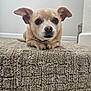 dog, pet, carpet, step, indoor, small_dog, tan, ears, cute, animal, looking, floor, expression, fur, canine, domestic_animal, resting, house, portrait, close_up