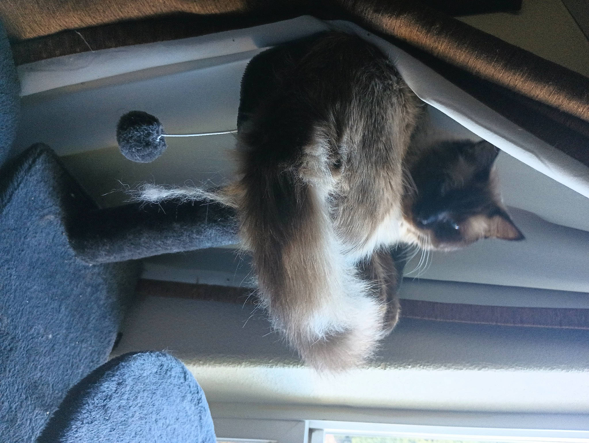 Mac is registered to the contest to win money with this photo: auto_part, automotive_exterior, automotive_window_part, boat, carnivore, cat, comfort, domestic_short_haired_cat, door, felidae, fixture, fur, glass, small_to_medium_sized_cats, tail, tints_and_shades, vehicle, vehicle_door, whiskers, windshield