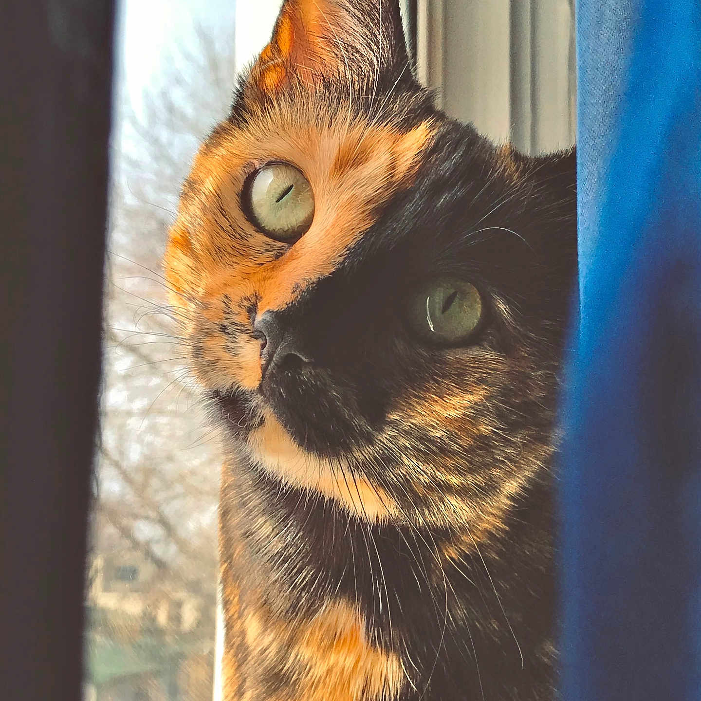 Mila joined the competition — help win amazing prizes! abyssinian, animal, blackcat, blanket, brasssection, cat, curtain, homedecor, horn, kitten, manx, musicalinstrument, pet, window, windowshade, windowsill