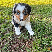 River joined the competition — help win amazing prizes! puppy, dog, grass, outdoor, animal, cute, blue_eyes, tricolor, fur, pet, young, nature, sunlight, curious, sitting, small, adorable, playful, canine, background