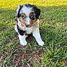 puppy, dog, grass, outdoor, animal, cute, blue_eyes, tricolor, fur, pet, young, nature, sunlight, curious, sitting, small, adorable, playful, canine, background