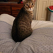 Kavic is registered to the contest to win money with this photo: animal, bed, blanket, cat, cozy, curious, domestic, door, dresser, ears, eyes, furniture, indoor, laundry_basket, looking, pet, resting, room, tabby_cat, whiskers