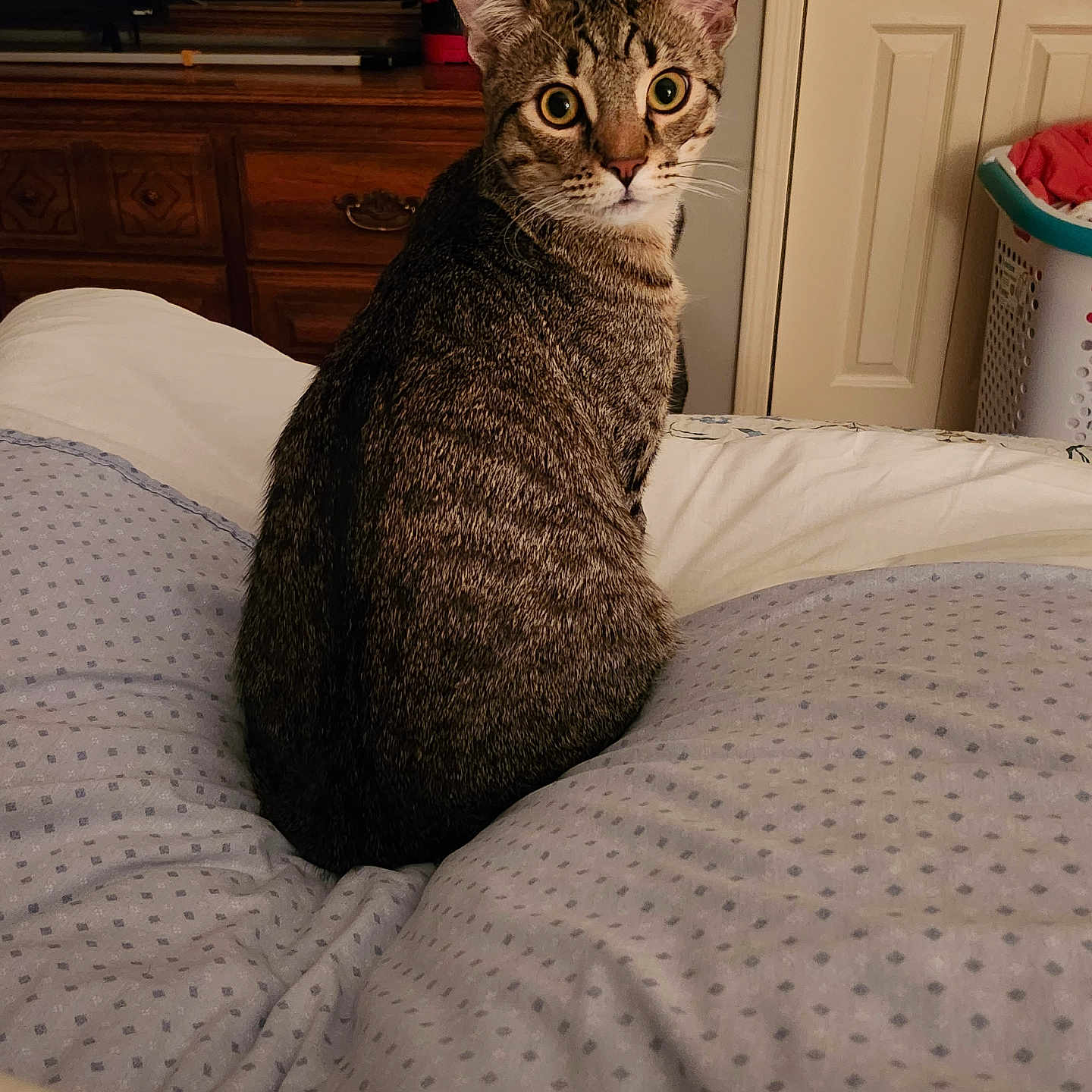 Kavic is registered to the contest to win money with this photo: animal, bed, blanket, cat, cozy, curious, domestic, door, dresser, ears, eyes, furniture, indoor, laundry_basket, looking, pet, resting, room, tabby_cat, whiskers