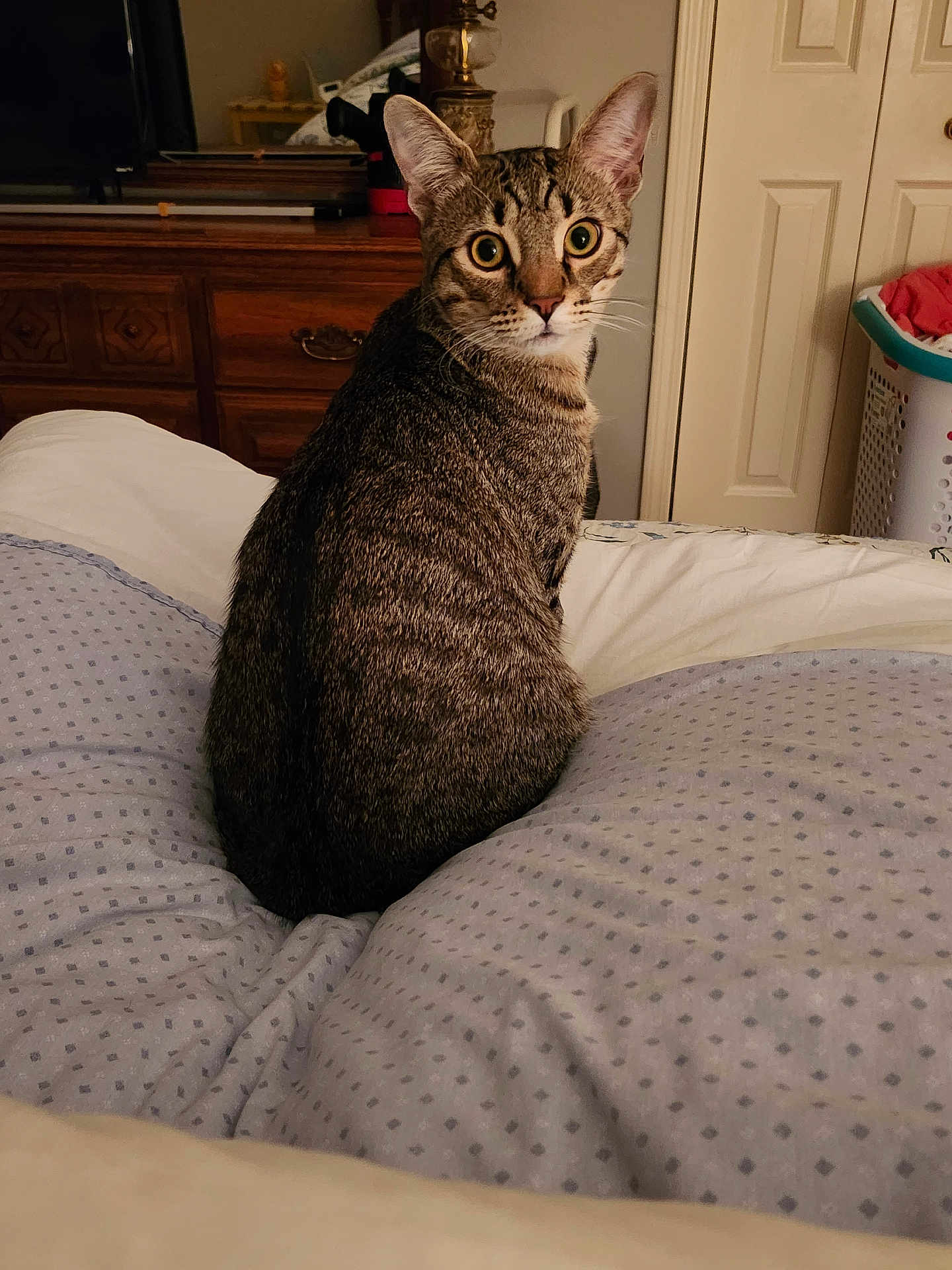 Kavic is registered to the contest to win money with this photo: animal, bed, blanket, cat, cozy, curious, domestic, door, dresser, ears, eyes, furniture, indoor, laundry_basket, looking, pet, resting, room, tabby_cat, whiskers