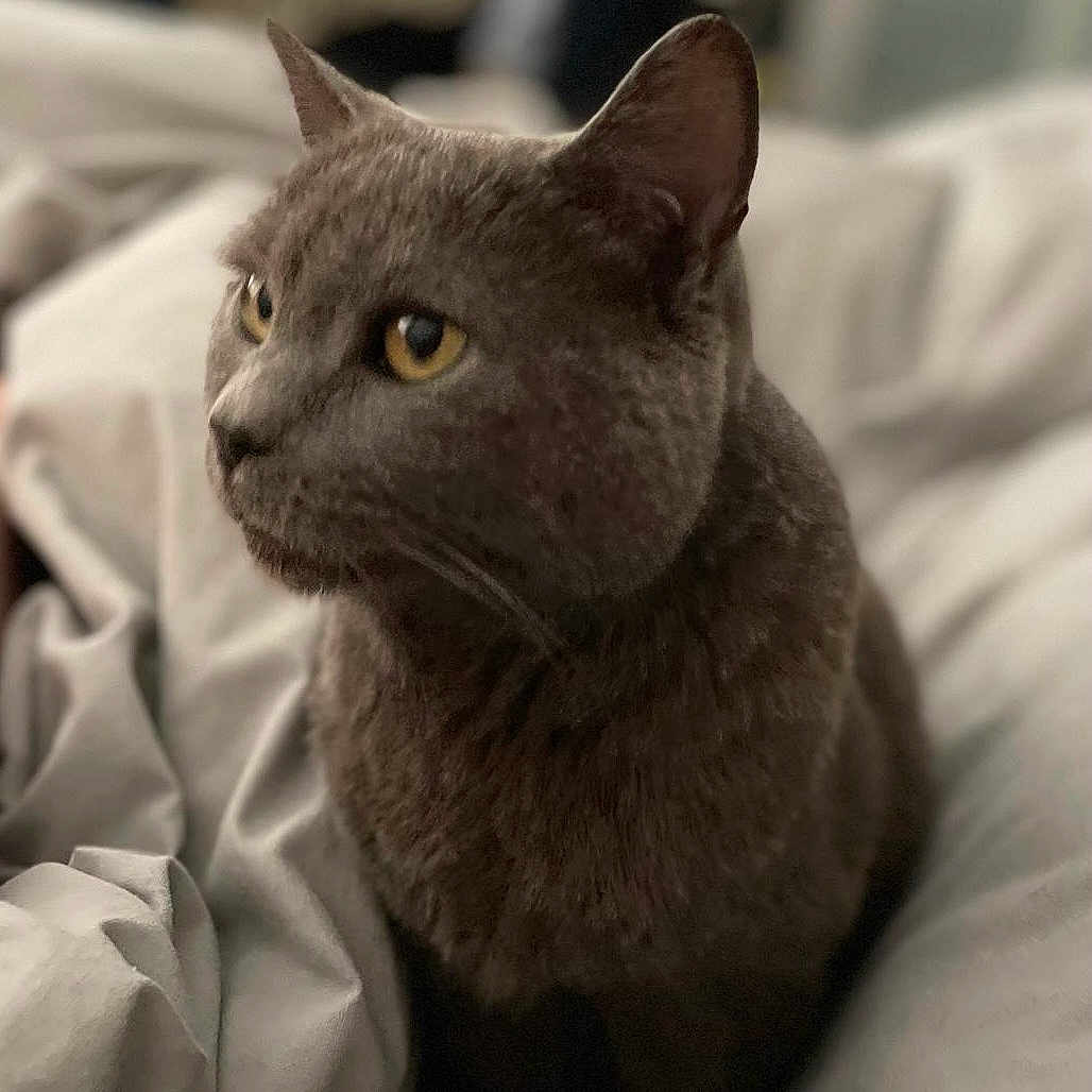 Iskia a rejoint le concours — aidez-le/la à gagner de superbes lots ! animal, bed, blanket, cat, closeup, cozy, cute, domestic_animal, ears, feline, fur, gray_cat, indoor, looking_away, pet, portrait, resting, soft_light, whiskers, yellow_eyes