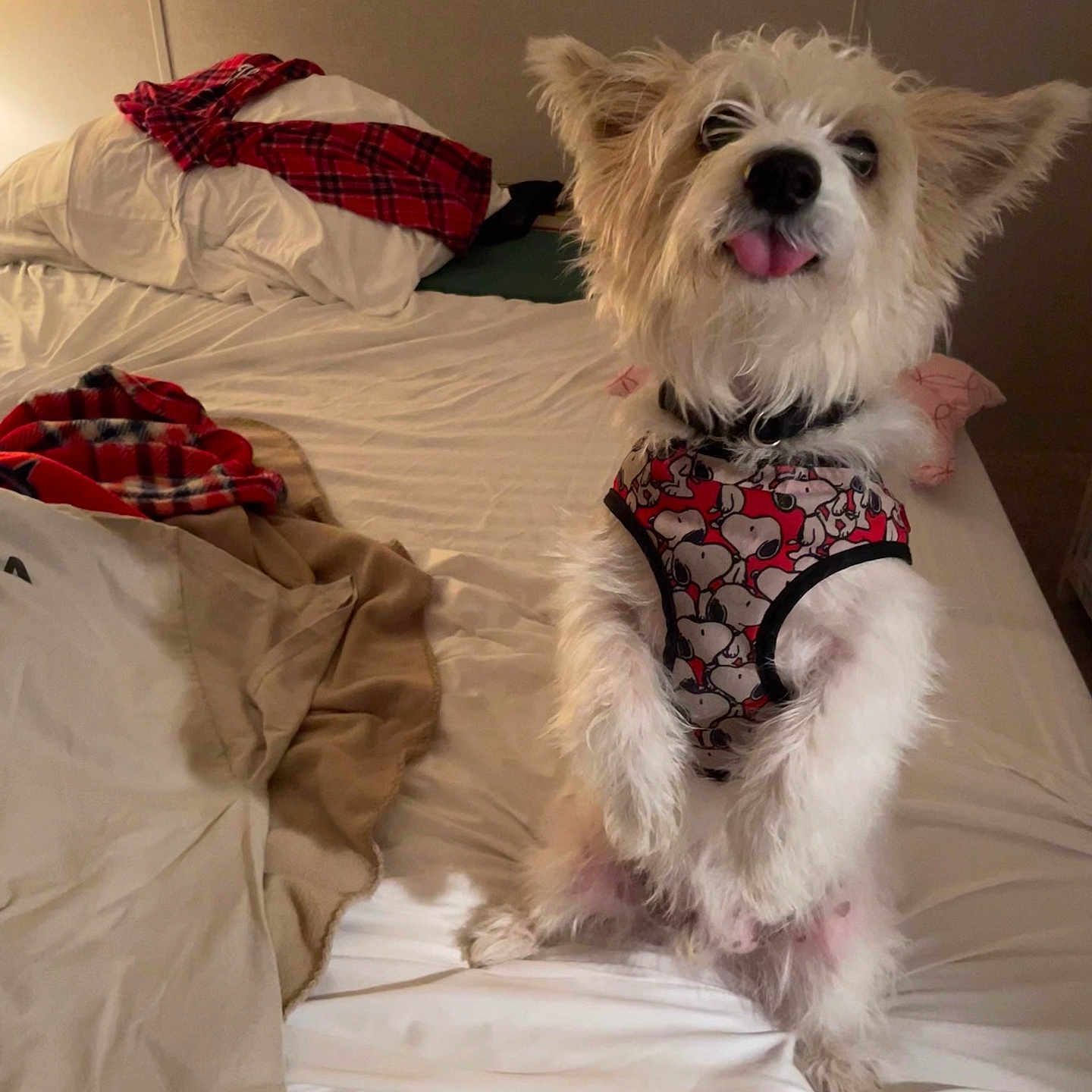 Pip joined the competition — help win amazing prizes! animal, bed, bedroom, blanket, canine, clothing, couch, cushion, dog, furniture, homedecor, indoors, interiordesign, linen, pet, puppy, room, terrier, underwear, whitedog