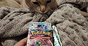 Tchoupi a rejoint le concours — aidez-le/la à gagner de superbes lots ! animal, blanket, booster_packs, cat, closeup, collection, cozy, curious, furry_blanket, hand, hobby, home, indoor, orange_cat, pet, playing_cards, pokemon_cards, relaxed, soft_texture, tile_floor