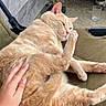 cat, orange_cat, pet, hand, chair, outdoor, relaxed, fur, animal, paw, ear, nose, whiskers, human_hand, ground, shoes, glass, fabric, resting, comfort
