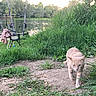 cat, boy, fishing_rods, river, grass, trees, outdoor, nature, water, barefoot, animal, child, greenery, path, summer, recreation, daytime, wildlife, young, relaxation