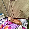 Tchoupi a rejoint le concours — aidez-le/la à gagner de superbes lots ! animal, blanket, camping, cat, colorful, comfortable, cozy, curious, fabric, feline, ginger_cat, indoor, laying, orange, pet, relaxed, resting, soft, striped, tent