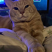 Tchoupi a rejoint le concours — aidez-le/la à gagner de superbes lots ! cat, ginger_cat, pet, animal, feline, indoor, bed, blanket, paws, stretching, relaxed, cozy, soft_light, night, technology, screen, blue_light, closeup, cute, whiskers