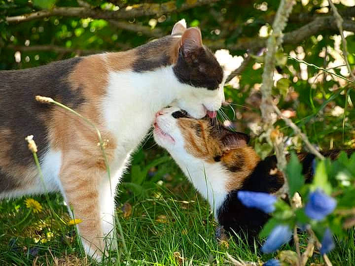 Chanelle Et Cacahuète a rejoint le concours — aidez-le/la à gagner de superbes lots ! canidae, carnivore, cat, companion_dog, dog_breed, domestic_short_haired_cat, fawn, felidae, fur, grass, happy, human_leg, paw, plant, small_to_medium_sized_cats, tail, terrestrial_animal, tree, whiskers, wildlife