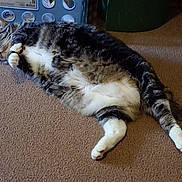 Nyla joined the competition — help win amazing prizes! cat, tabby_cat, lying_down, carpet, pet, indoor, sleeping, feline, relaxed, white_paws, striped_fur, fluffy, cute, domestic_animal, resting, whiskers, animal, fur, four_legs, cozy