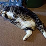 cat, tabby_cat, lying_down, carpet, pet, indoor, sleeping, feline, relaxed, white_paws, striped_fur, fluffy, cute, domestic_animal, resting, whiskers, animal, fur, four_legs, cozy