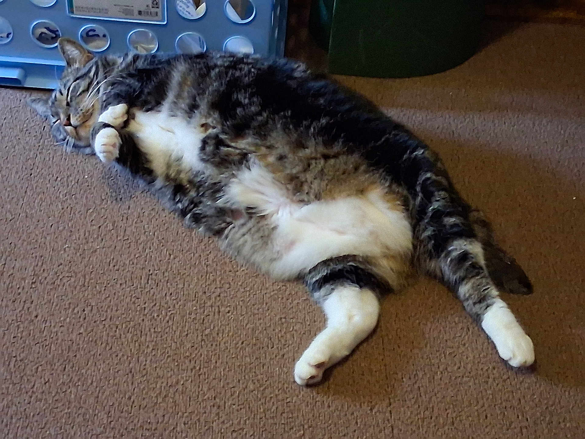 Nyla joined the competition — help win amazing prizes! cat, tabby_cat, lying_down, carpet, pet, indoor, sleeping, feline, relaxed, white_paws, striped_fur, fluffy, cute, domestic_animal, resting, whiskers, animal, fur, four_legs, cozy