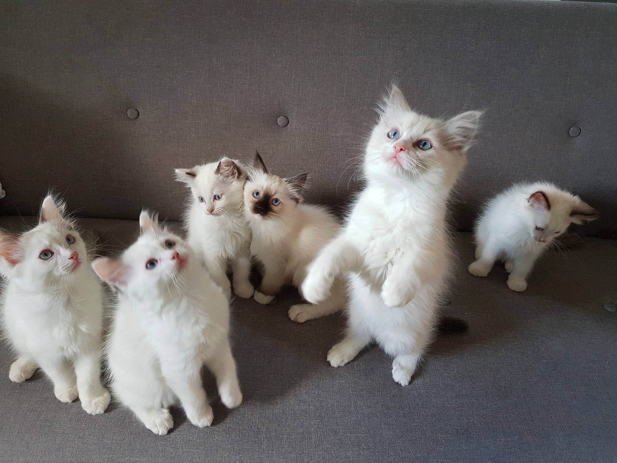 Maya participe au concours pour gagner de l'argent avec cette photo : aegean_cat, carnivore, cat, domestic_long_haired_cat, fawn, felidae, kitten, mammal, norwegian_forest_cat, persian, ragamuffin, ragdoll, small_to_medium_sized_cats, tail, turkish_angora, turkish_van, vertebrate, whiskers