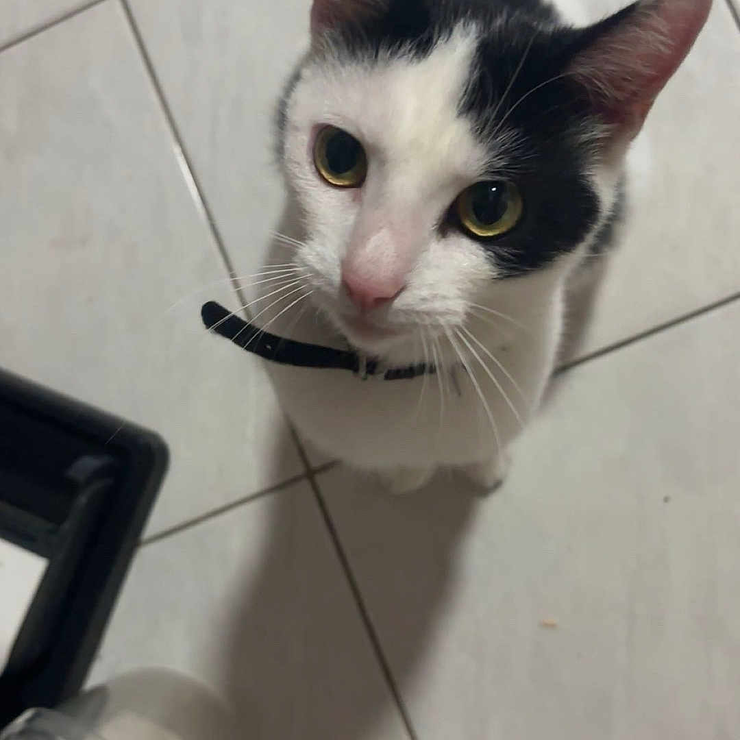 Oreo a rejoint le concours — aidez-le/la à gagner de superbes lots ! cat, black_and_white, collar, pet, animal, indoor, floor, tile, vacuum_cleaner, curious, looking_up, whiskers, ears, tail, domestic_cat, cute, feline, household, companion, pet_accessory