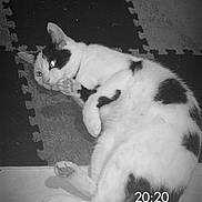 Oreo participe au concours pour gagner de l'argent avec cette photo : cat, black_and_white, animal, pet, floor, tile, foam_mat, paw, grooming, laying_down, cute, indoor, feline, relaxed, whiskers, tail, ears, playful, black_spots, white_fur