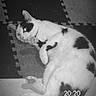 cat, black_and_white, animal, pet, floor, tile, foam_mat, paw, grooming, laying_down, cute, indoor, feline, relaxed, whiskers, tail, ears, playful, black_spots, white_fur