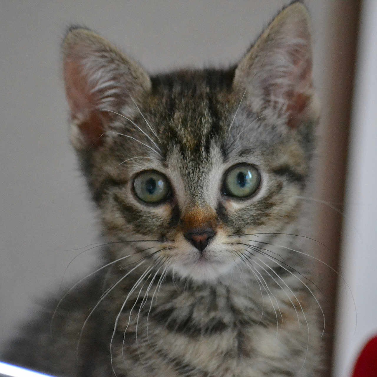 Blue a rejoint le concours — aidez-le/la à gagner de superbes lots ! cat, kitten, tabby, animal, pet, feline, portrait, close_up, face, eyes, whiskers, ears, fur, striped_fur, gray_fur, indoor, sitting, looking_at_camera, cute, curious