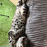 Blue participe au concours pour gagner de l'argent avec cette photo : cat, tabby, spotted, pet, animal, fur, striped, sleeping, lying_down, upside_down, relaxed, sofa, couch, indoor, living_room, carpet, window, home, cute, portrait