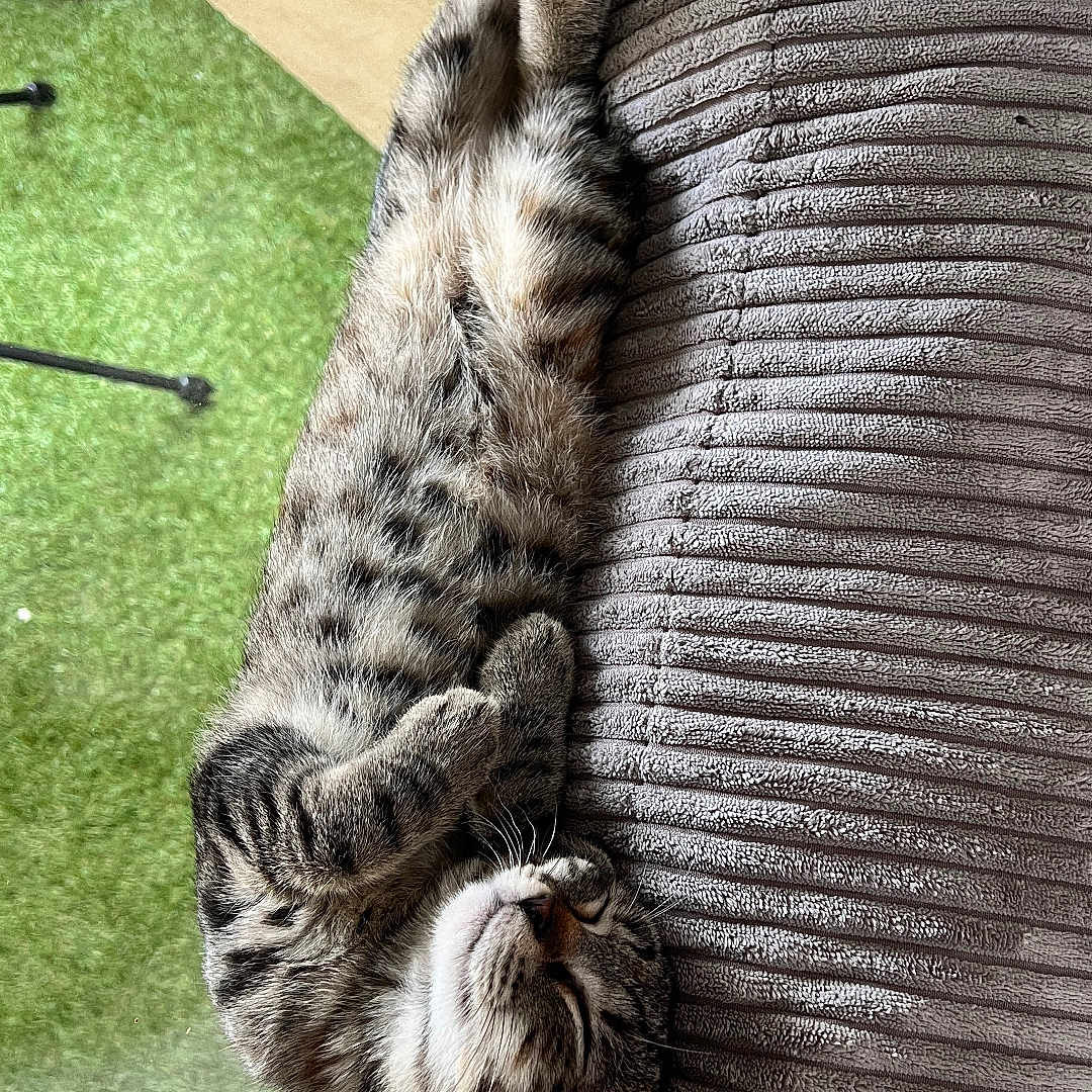 Blue participe au concours pour gagner de l'argent avec cette photo : cat, tabby, spotted, pet, animal, fur, striped, sleeping, lying_down, upside_down, relaxed, sofa, couch, indoor, living_room, carpet, window, home, cute, portrait