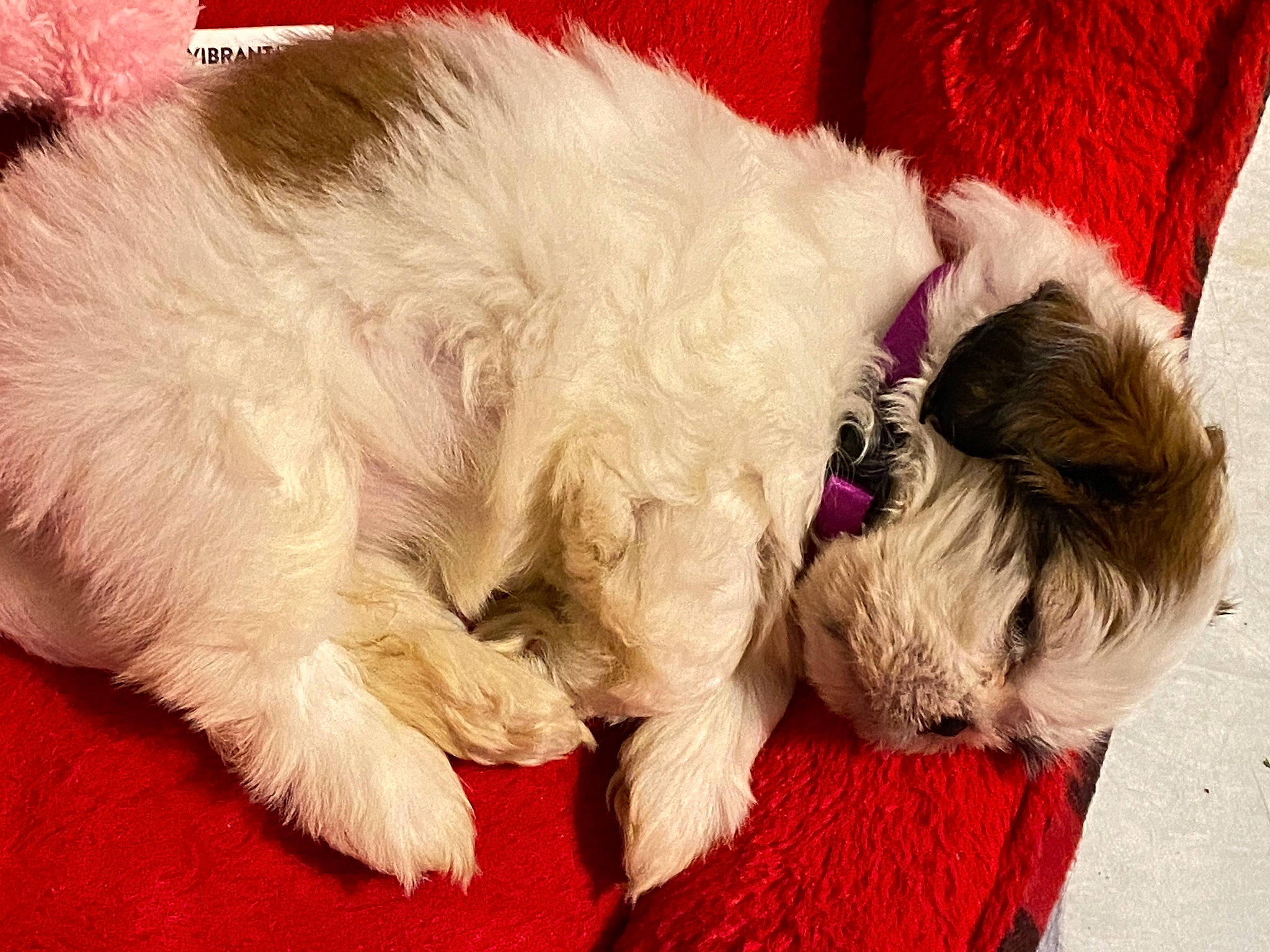 Zoey joined the competition — help win amazing prizes! carnivore, cat, claw, collar, comfort, companion_dog, dog_breed, dog_supply, fawn, felidae, fur, mammal, paw, red, small_to_medium_sized_cats, snout, sporting_group, tail, toy_dog, whiskers