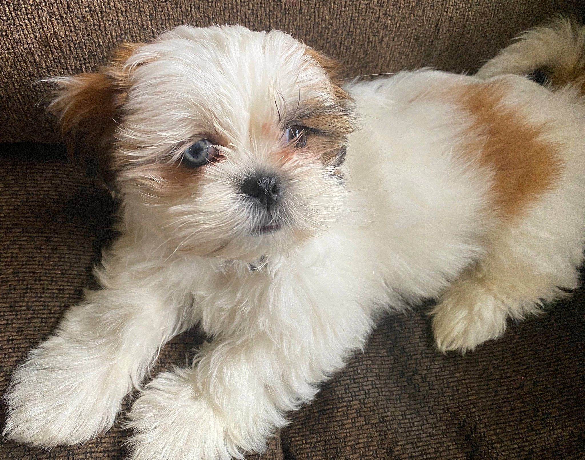 Zoey is registered to the contest to win money with this photo: canidae, carnivore, companion_dog, dog, dog_breed, dog_supply, fawn, fur, liver, mal_shi, puppy_love, shih_poo, shih_tzu, small_terrier, snout, sporting_group, terrier, toy_dog, whiskers, working_animal