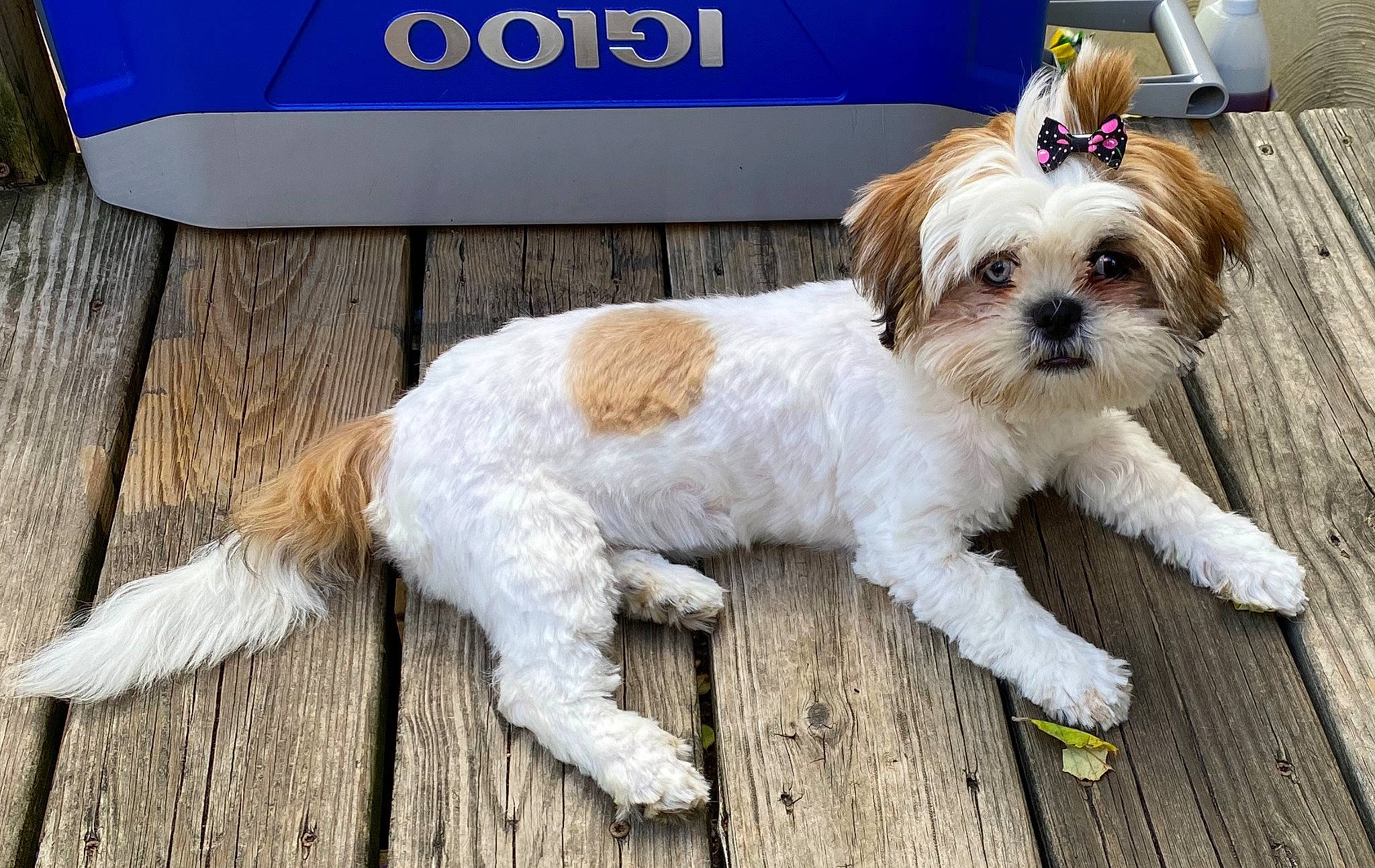 Zoey is registered to the contest to win money with this photo: blue, carnivore, companion_dog, dog, dog_breed, dog_collar, dog_supply, eyewear, fawn, fur, liver, maltepoo, shih_tzu, small_terrier, snout, tail, terrier, toy_dog, wood, working_animal