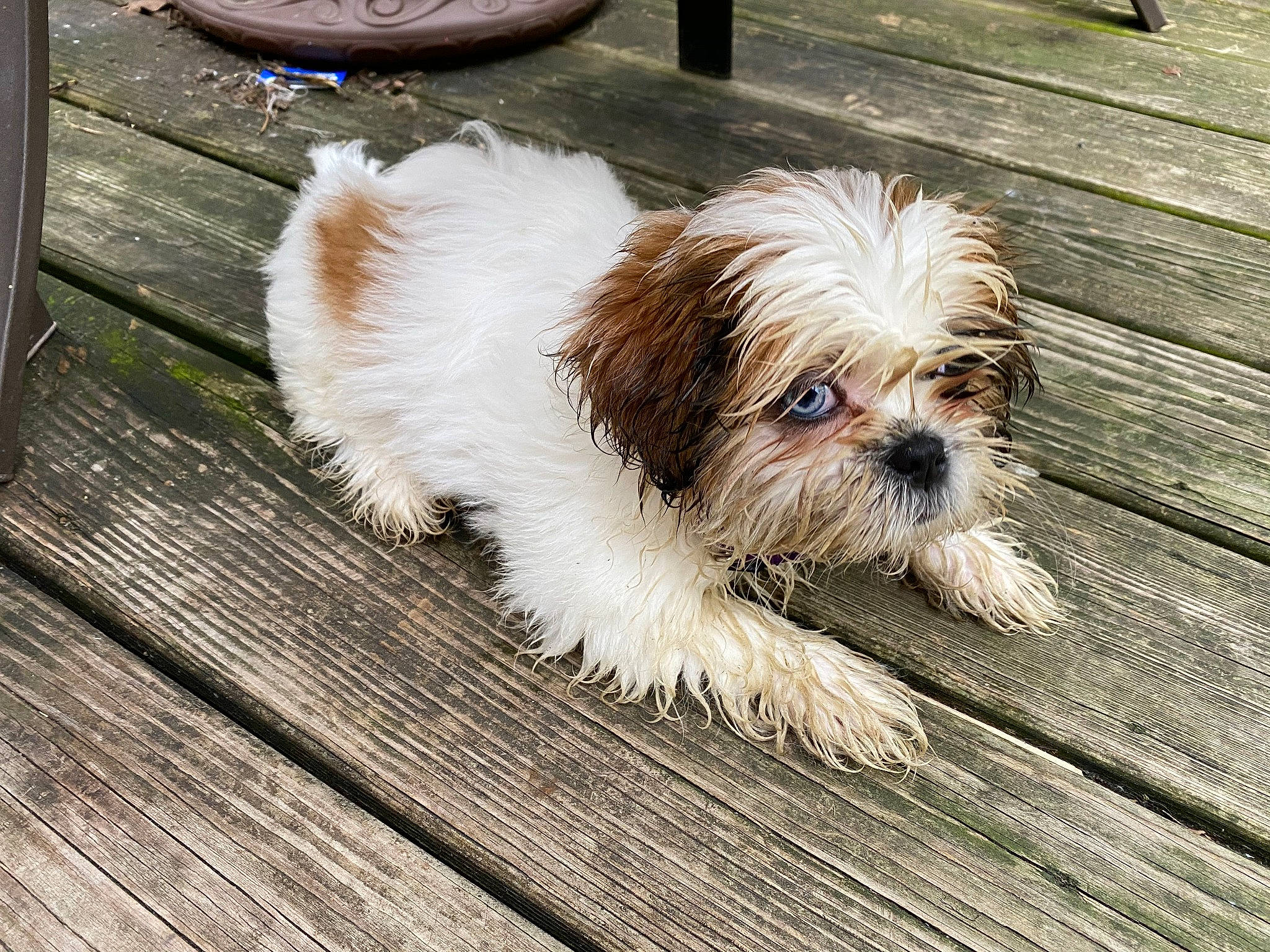 Zoey is registered to the contest to win money with this photo: canidae, carnivore, companion_dog, dog, dog_breed, fawn, fur, hardwood, liver, puppy_love, shih_poo, shih_tzu, small_terrier, snout, sporting_group, terrier, toy_dog, water_dog, wood, working_animal