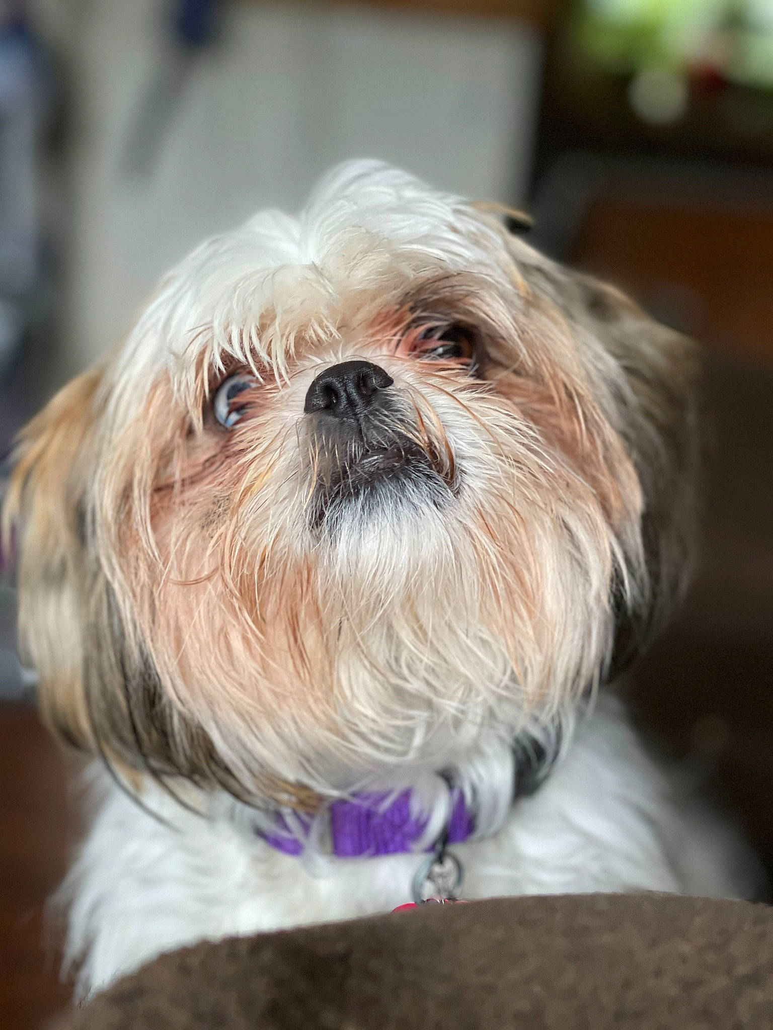 Zoey is registered to the contest to win money with this photo: canidae, carnivore, collar, companion_dog, dog, dog_breed, dog_supply, fawn, fur, liver, mal_shi, maltepoo, shih_poo, shih_tzu, small_terrier, sporting_group, terrestrial_animal, terrier, toy_dog, working_animal