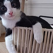 Bouboule a rejoint le concours — aidez-le/la à gagner de superbes lots ! cat, kitten, black_and_white, basket, table, indoor, furniture, wood, plant, curious, pet, animal, cute, relaxed, whiskers, ears, paws, looking, domestic, cozy