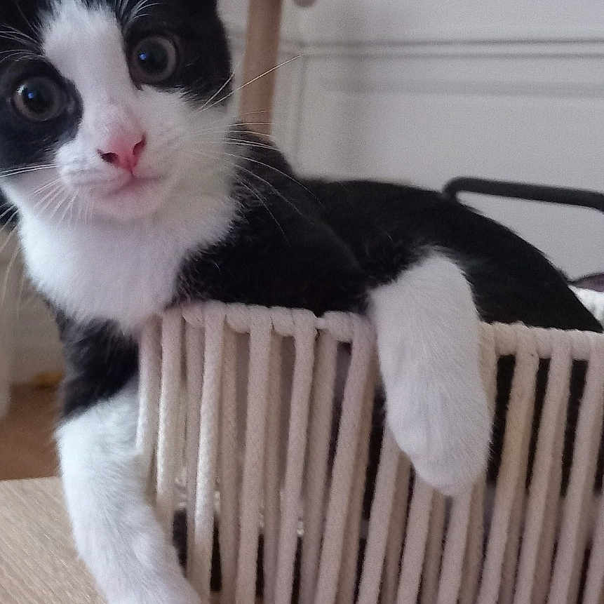 Bouboule a rejoint le concours — aidez-le/la à gagner de superbes lots ! cat, kitten, black_and_white, basket, table, indoor, furniture, wood, plant, curious, pet, animal, cute, relaxed, whiskers, ears, paws, looking, domestic, cozy