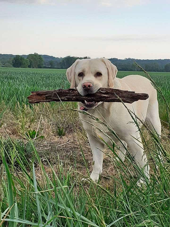 Malay participe au concours pour gagner de l'argent avec cette photo : carnivore, collar, companion_dog, dog, dog_breed, dog_collar, farm, field, grass_family, grassland, hunting_dog, mammal, meadow, pasture, plain, prairie, retriever, snout, sporting_group, working_animal