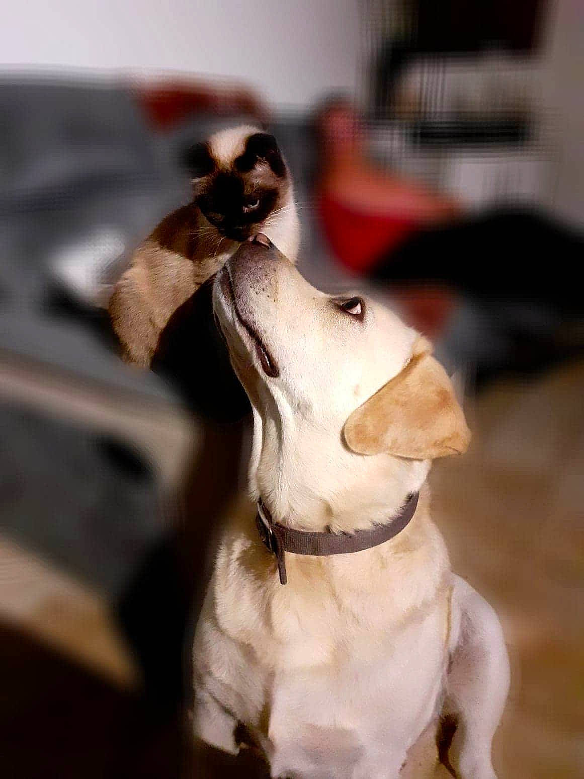 Malay participe au concours pour gagner de l'argent avec cette photo : canidae, carnivore, companion_dog, dog, dog_breed, pointer, rare_breed_dog, snout, sporting_group