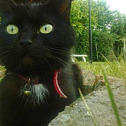 Reglisse participe au concours pour gagner de l'argent avec cette photo :