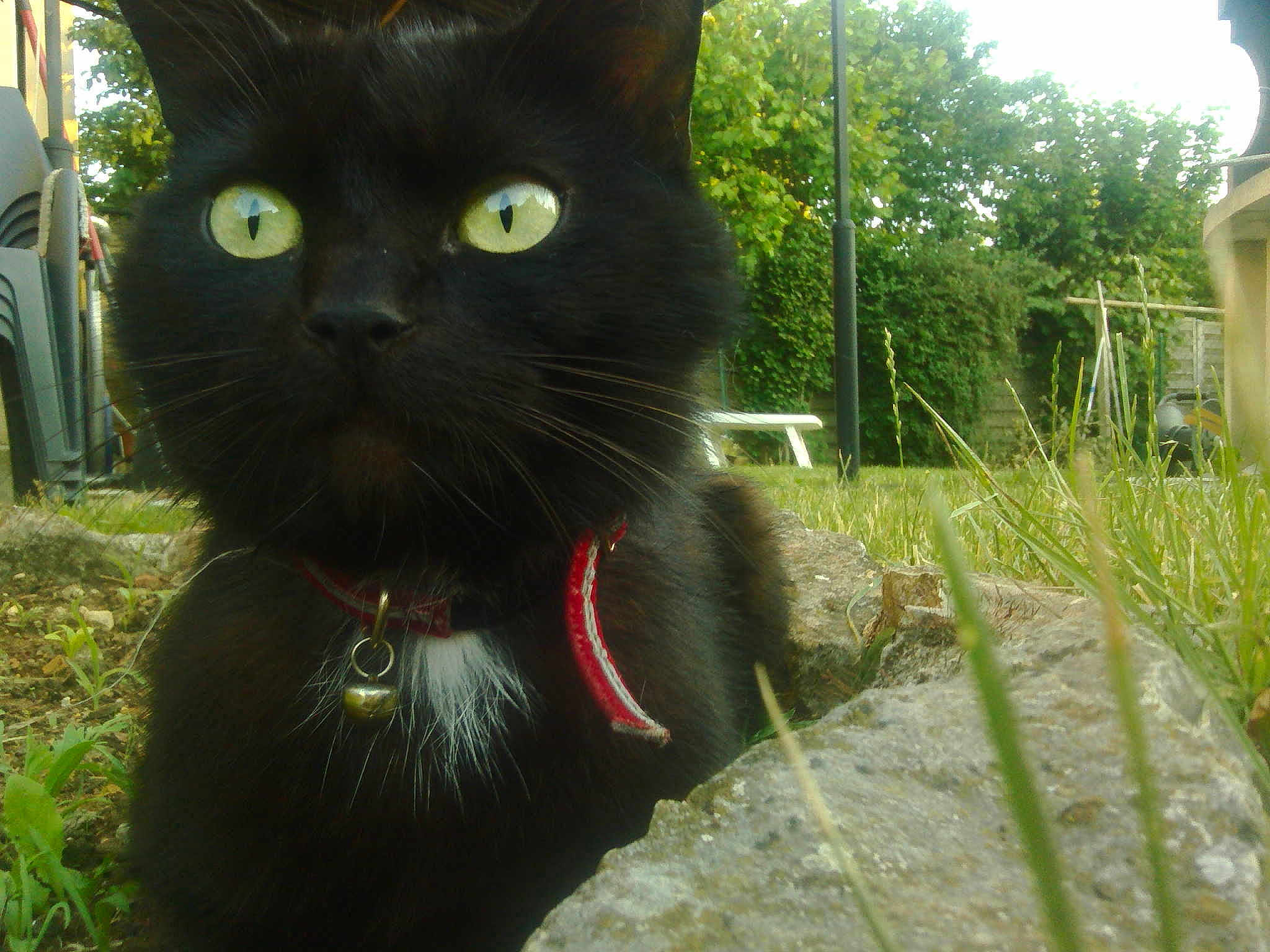 Reglisse