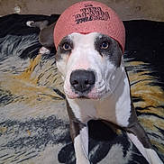 Zoey is registered to the contest to win money with this photo: animal, blanket, canine, close_up, curious, dog, eyes, face, fur, indoor, lying_down, muzzle, nose, paw, pet, pink_ball, playful, portrait, resting, white_and_gray