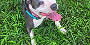 Zoey is registered to the contest to win money with this photo: animal, canine, collar, daylight, dog, friendly, grass, greenery, happy, laying_down, mammal, nature, outdoor, pet, playful, relaxed, resting, summer, tongue, tongue_out