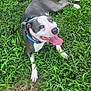 dog, grass, outdoor, pet, animal, canine, happy, tongue_out, collar, nature, playful, relaxed, greenery, summer, laying_down, mammal, friendly, tongue, daylight, resting