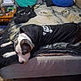 dog, bed, blanket, pillow, hoodie, animal, indoor, furniture, resting, canine, black_clothing, wolf_print, table, clutter, floor, relaxing, pet, sleepy, textile, room