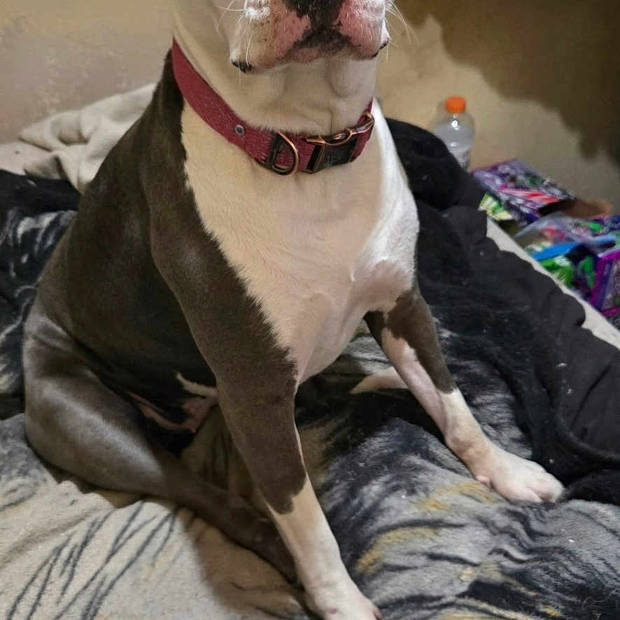 Zoey joined the competition — help win amazing prizes! animal, background, blanket, brown_and_white, canine, clothes, collar, dog, domestic_animal, ears, floor, fur, household, indoor, looking_up, mammal, pet, portrait, seated, water_bottle