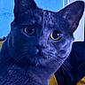 cat, close_up, pet, animal, feline, fur, curious, indoor, portrait, whiskers, ears, eyes, hand, blue_background, yellow_cushion, domestic_cat, looking, face, cute, mammal