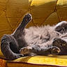 Grouge joined the competition — help win amazing prizes! cat, gray_cat, feline, pet, lounging, stretching, yellow_couch, velvet_couch, sunlight, indoor, relaxed, paw, fur, whiskers, cozy, home, comfort, nap_time, animal, cute