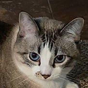 Reba joined the competition — help win amazing prizes! animal, blue_eyes, cat, close_up, cute, domestic_cat, ears, face, feline, fur, indoor, looking_at_camera, mammal, paws, pet, portrait, resting, soft_light, tabby, whiskers