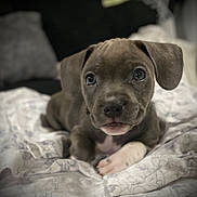 Luna joined the competition — help win amazing prizes! puppy, dog, pet, animal, cute, young, fur, ears, eyes, nose, mouth, paw, blanket, bed, indoor, portrait, closeup, soft, focus, resting