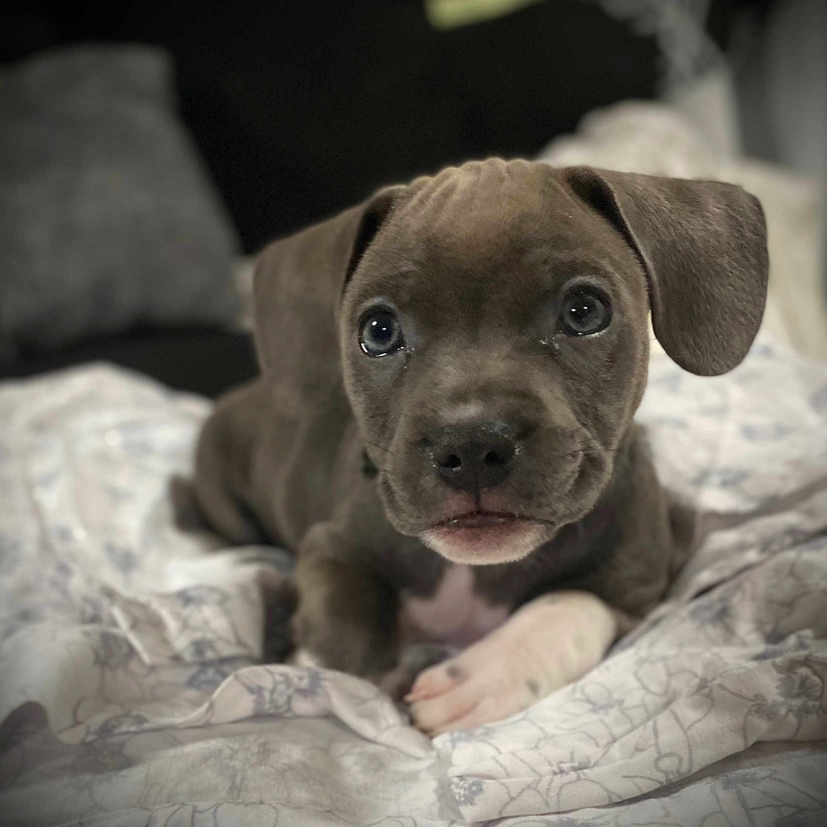 Luna joined the competition — help win amazing prizes! animal, bed, blanket, closeup, cute, dog, ears, eyes, focus, fur, indoor, mouth, nose, paw, pet, portrait, puppy, resting, soft, young