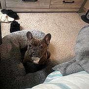 Stitch is registered to the contest to win money with this photo: french_bulldog, dog, pet_bed, carpet, slippers, dresser, wooden_furniture, blanket, indoor, cozy, brown_dog, looking_up, curious, floor, home, comfortable, small_dog, ears_up, animal, resting_place